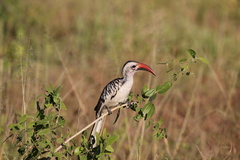 Tockus erythrorhynchus