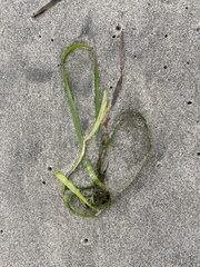 Zostera