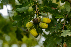 Quercus robur