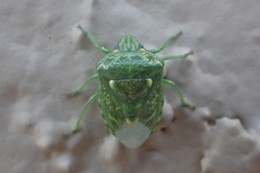 Banasa euchlora