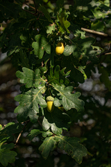 Quercus robur