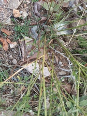 Lepidium graminifolium