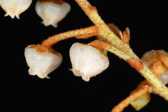 Lyonia fruticosa