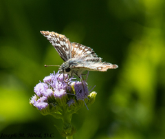 Burnsius communis