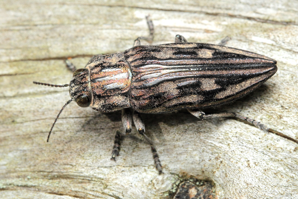 Northeastern Sculptured Pine Borer
