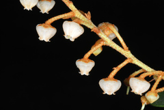 Lyonia fruticosa