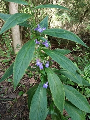 Campanulaceae