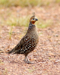 Colinus cristatus