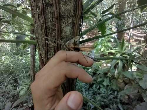 Giant Mexican Mantis photo 5