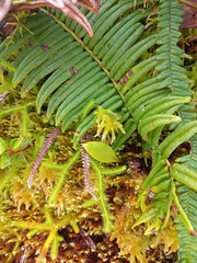 Utricularia unifolia