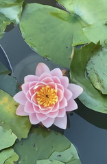 Nymphaea × marliacea