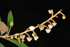 Lyonia fruticosa