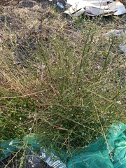 Lepidium graminifolium
