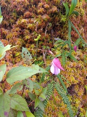 Utricularia unifolia