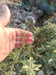 Lepidium graminifolium