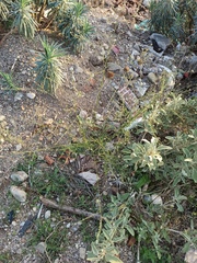 Lepidium graminifolium