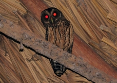 Strix virgata
