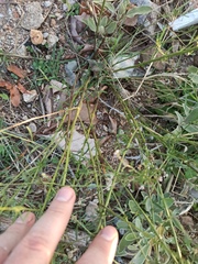 Lepidium graminifolium