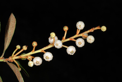 Lyonia fruticosa