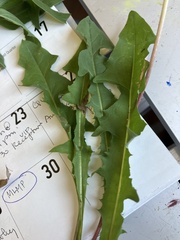 Taraxacum officinale