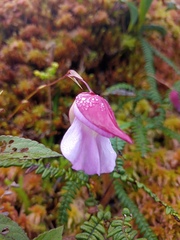 Utricularia unifolia
