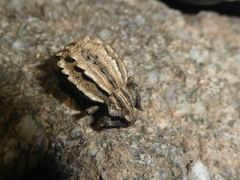 Brachycerus albidentatus