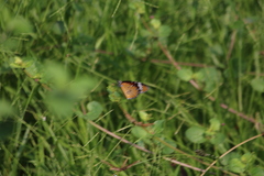 Danaus chrysippus