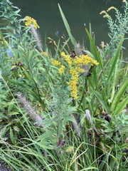 Solidago speciosa