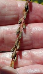 Oenothera curtiflora