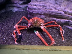 Macrocheira kaempferi