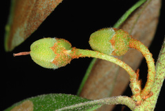 Lyonia fruticosa