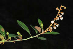 Lyonia fruticosa