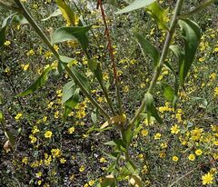 Oenothera curtiflora