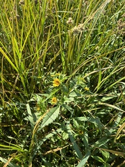 Bidens amplissima