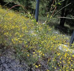 Oenothera curtiflora