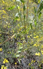 Oenothera curtiflora