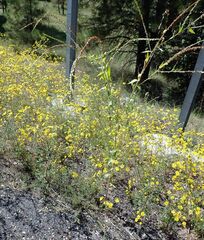 Oenothera curtiflora