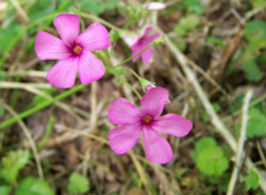 Oxalis articulata