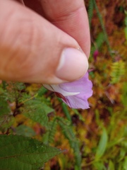 Utricularia unifolia