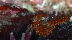 Telmatactis cricoides