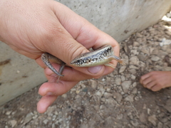 Chalcides ocellatus