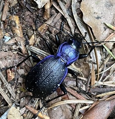 Carabus problematicus