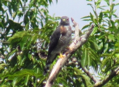 Harpagus bidentatus