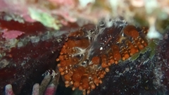 Telmatactis cricoides