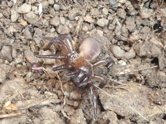 Amblyocarenum nuragicum