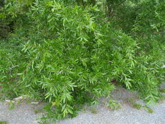 Quercus phellos