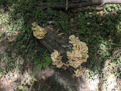 Laetiporus