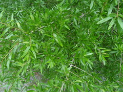 Quercus phellos