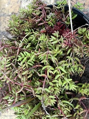 Crassula expansa