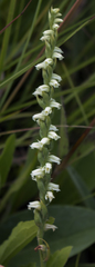 Spiranthes casei casei
